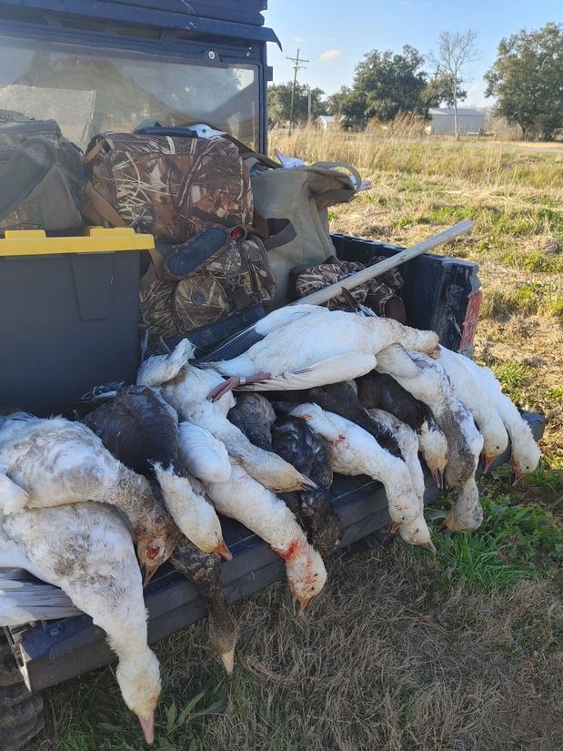 A spread of ducks and geese from a South Louisiana rice-field hunt